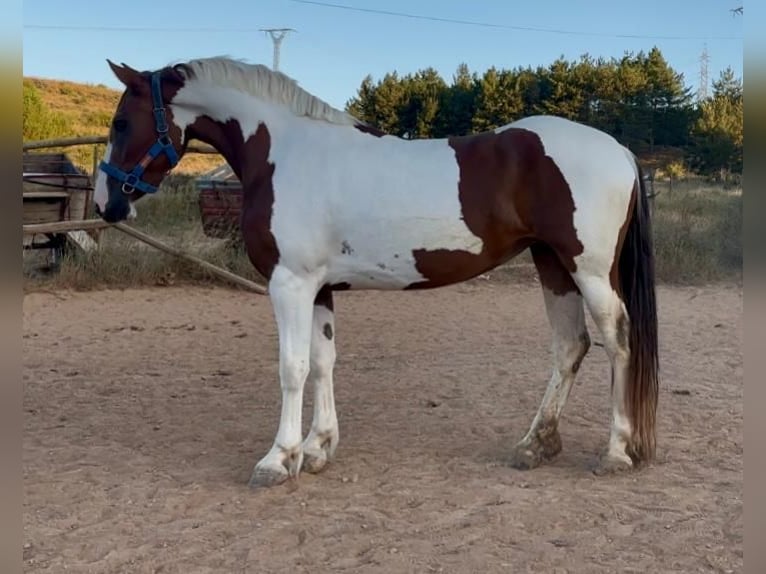 Andalusian Mare 3 years 15,2 hh Pinto in Carde&#xF1;a