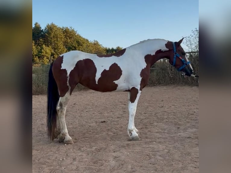 Andalusian Mare 3 years 15,2 hh Pinto in Carde&#xF1;a