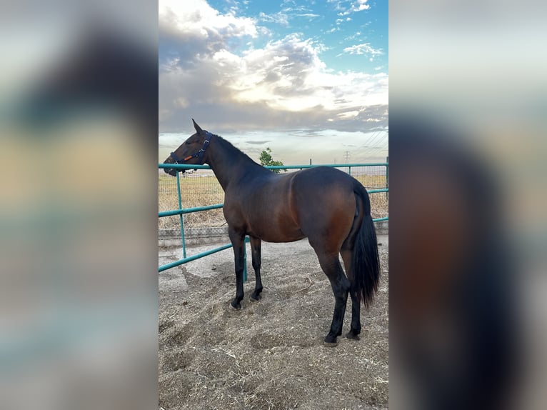Andalusian Mare 3 years 16.2 hh Bay-Dark in Fuenlabrada