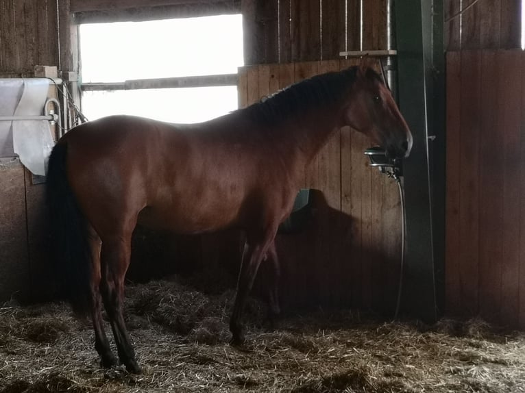 Andalusian Mare 3 years 16 hh Brown in Freystadt