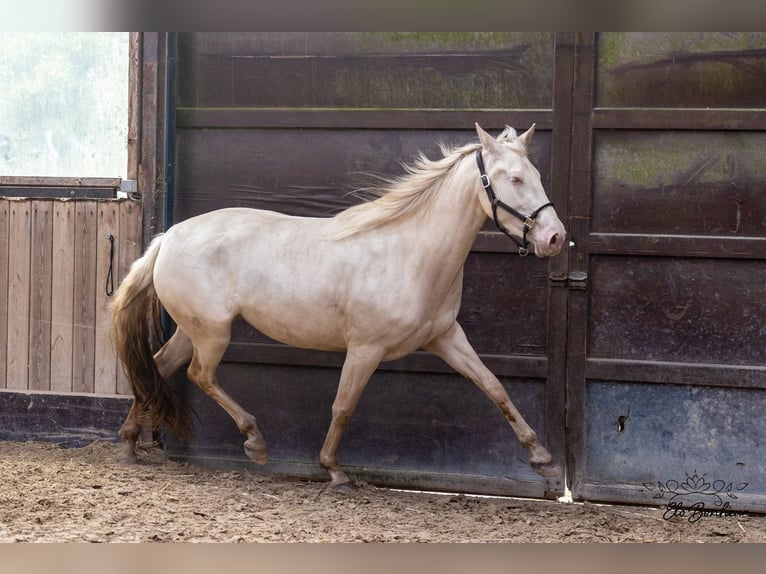 Andalusian Mare 3 years 16 hh Cremello in Huy