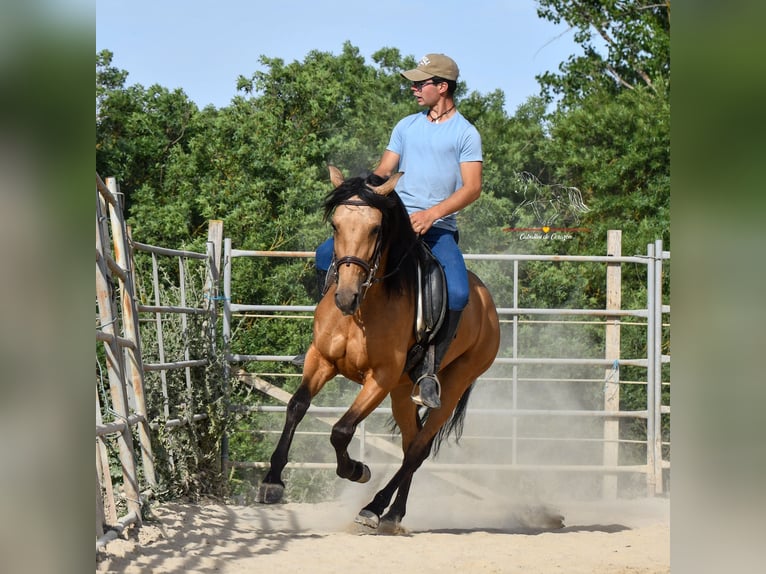 Andalusian Mare 3 years 16 hh Dun in Malaga