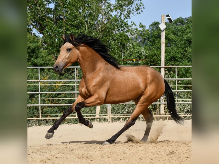 Andalusian Mare 3 years 16 hh Dun in Malaga