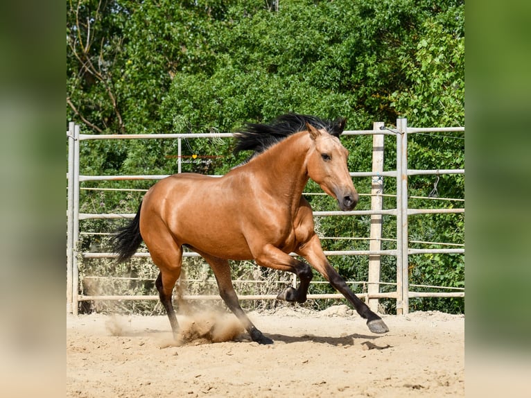 Andalusian Mare 3 years 16 hh Dun in Malaga