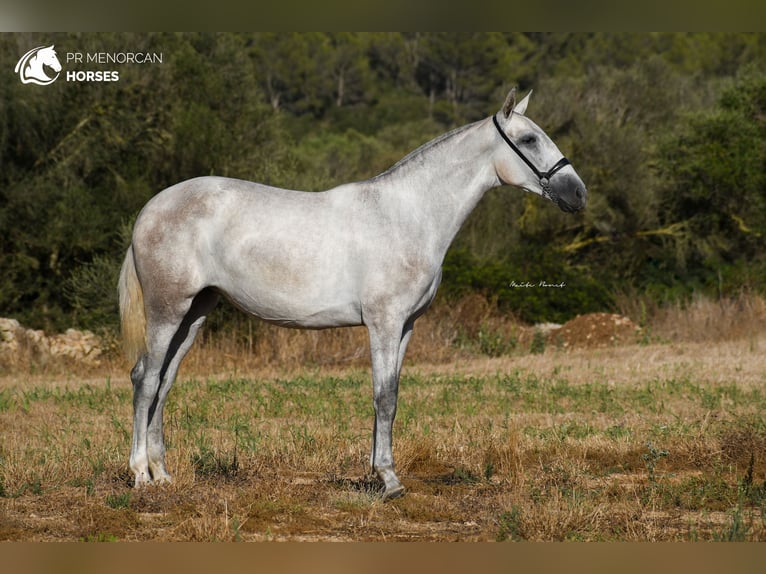 Andalusian Mare 3 years 16 hh Grey in Menorca