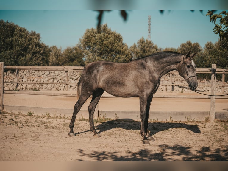 Andalusian Mare 3 years 16 hh Grey in Menorca