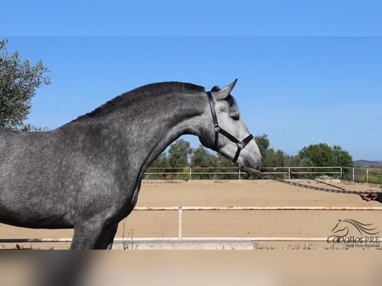 Andalusian Mare 3 years Gray in Merida