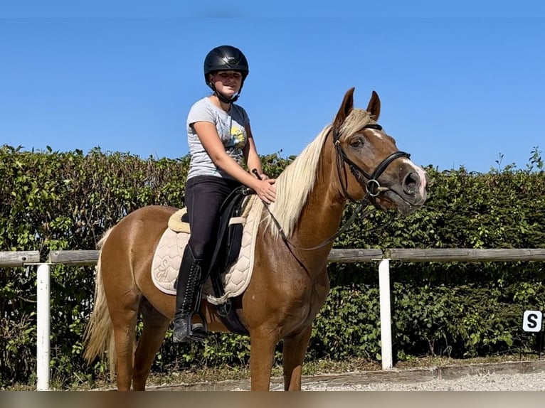 Andalusian Mare 4 years 13,2 hh Palomino in Neustadt (Wied)