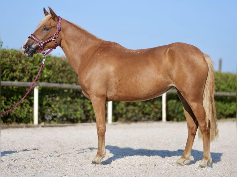 Andalusian Mare 4 years 13,2 hh Palomino in Neustadt (Wied)