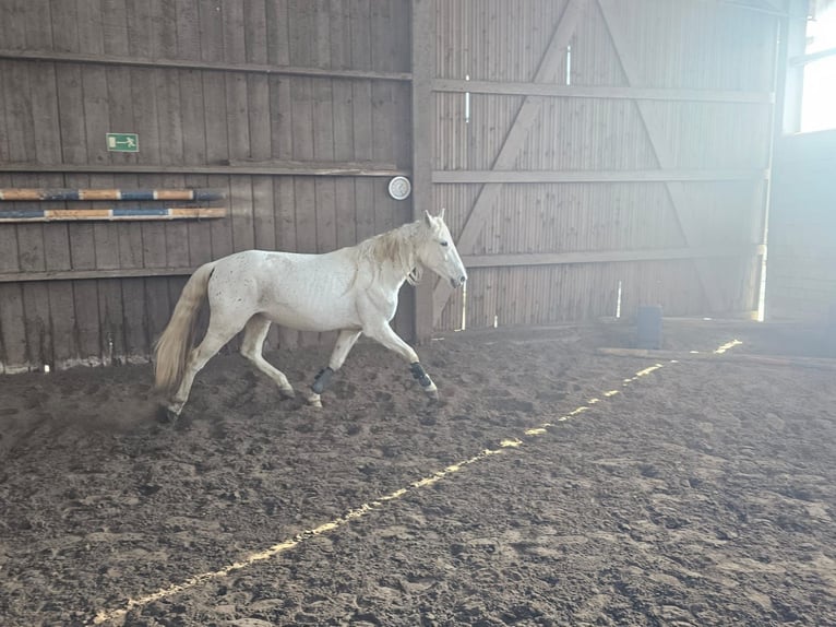 Andalusian Mare 4 years 14,1 hh Leopard-Piebald in Sendenhorst