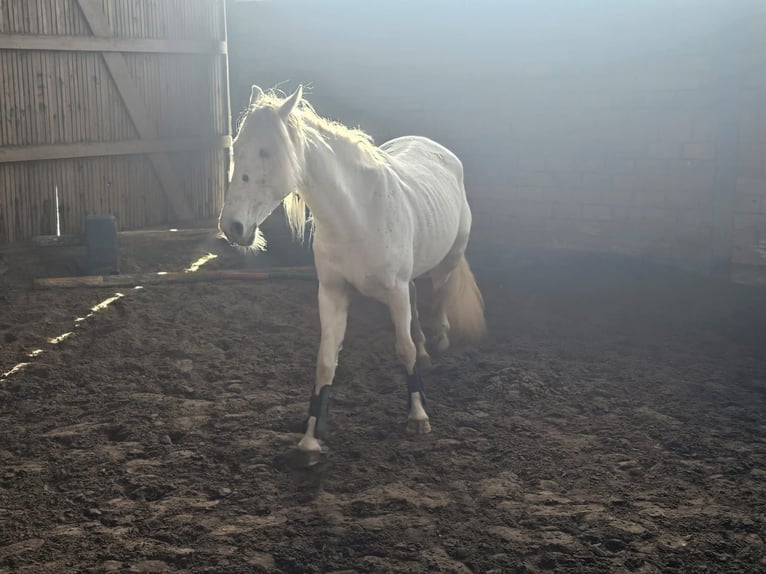 Andalusian Mare 4 years 14,1 hh Leopard-Piebald in Sendenhorst