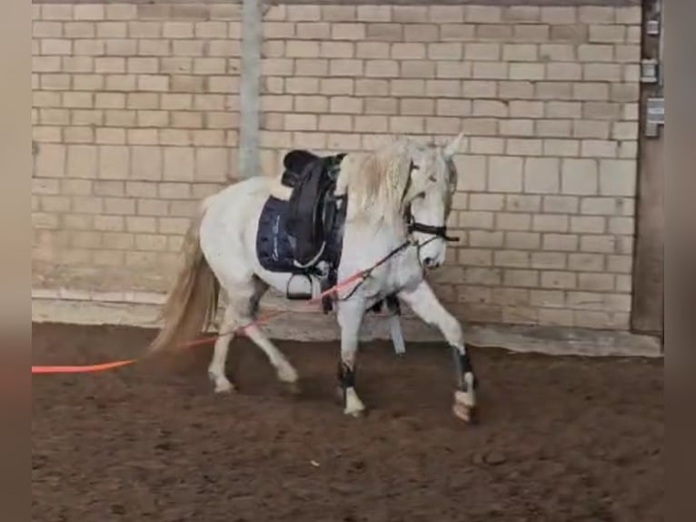 Andalusian Mare 4 years 14,1 hh Leopard-Piebald in Sendenhorst