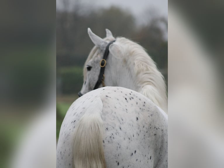 Andalusian Mare 4 years 14,1 hh Leopard-Piebald in Sendenhorst