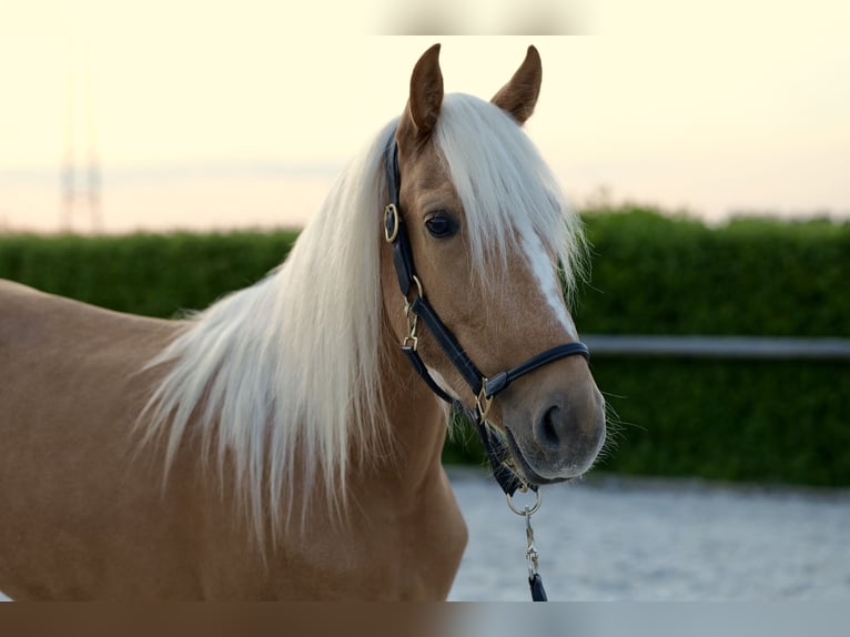 Andalusian Mare 4 years 14,1 hh Palomino in Neustadt (Wied)