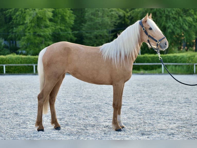 Andalusian Mare 4 years 14,1 hh Palomino in Neustadt (Wied)