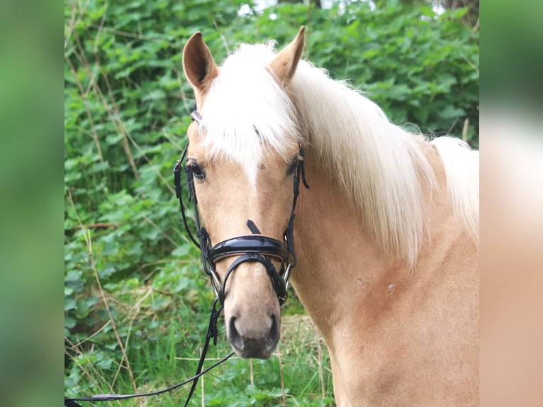 Andalusian Mix Mare 4 years 14,2 hh Pearl in Uelsen