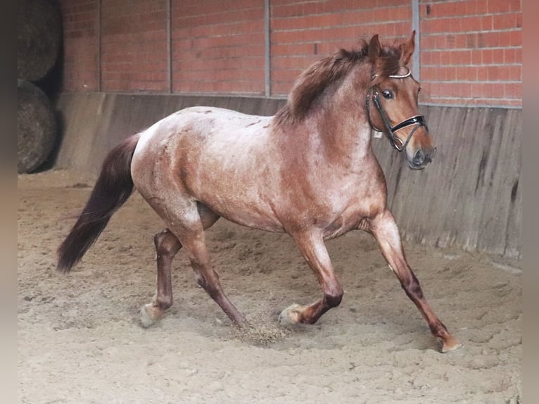 Andalusian Mix Mare 4 years 14,2 hh Roan-Red in Uelsen