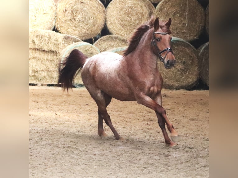 Andalusian Mix Mare 4 years 14,2 hh Roan-Red in Uelsen