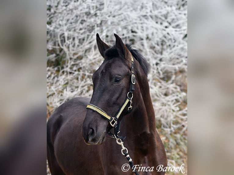 Andalusian Mare 4 years 14,3 hh Black in Wiebelsheim