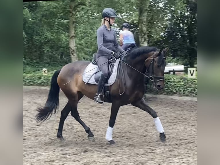 Andalusian Mare 4 years 14,3 hh Brown in Hassendorf