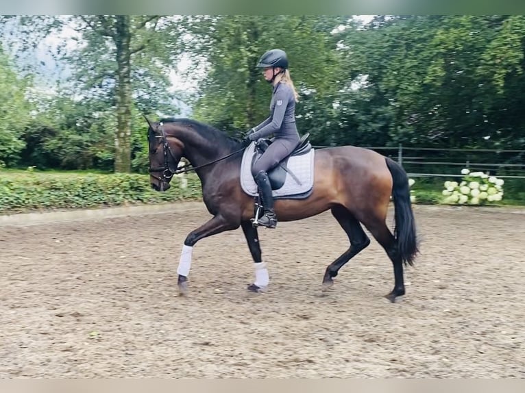 Andalusian Mare 4 years 14,3 hh Brown in Hassendorf