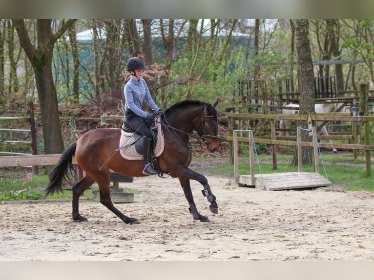 Andalusian Mare 4 years 14,3 hh Brown in Hassendorf