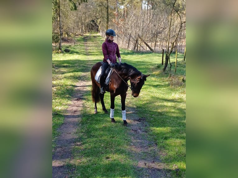 Andalusian Mare 4 years 14,3 hh Brown in Hassendorf