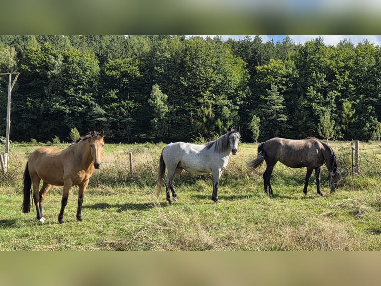 Andalusian Mix Mare 4 years 14,2 hh in Kleinkahl