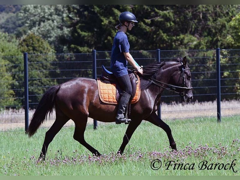 Andalusian Mare 4 years 14,3 hh Black in Wiebelsheim