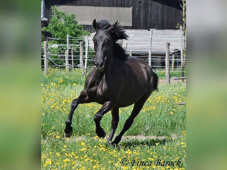 Andalusian Mare 4 years 14,3 hh Black in Wiebelsheim