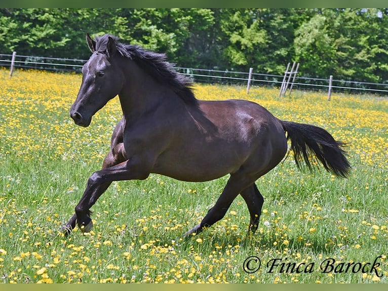 Andalusian Mare 4 years 14,3 hh Black in Wiebelsheim