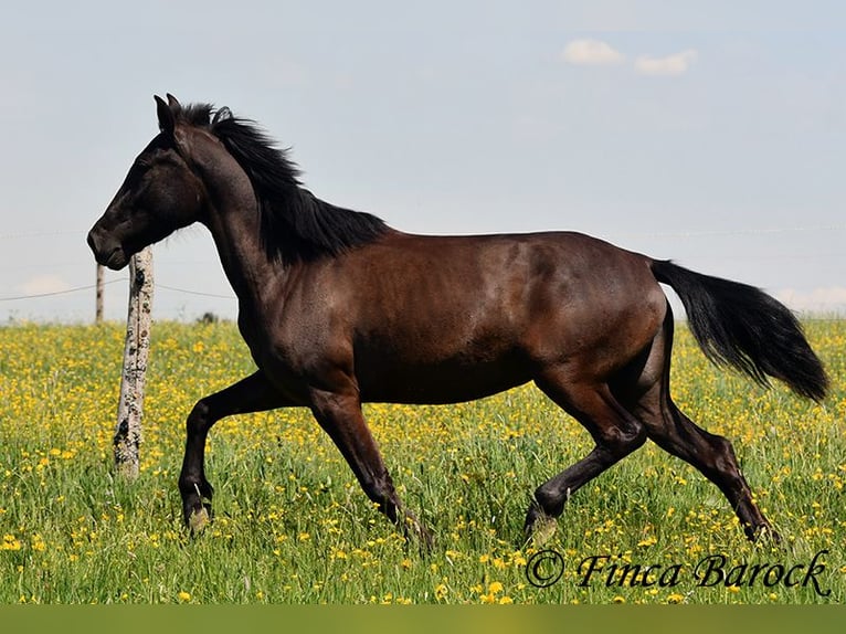 Andalusian Mare 4 years 14,3 hh Black in Wiebelsheim