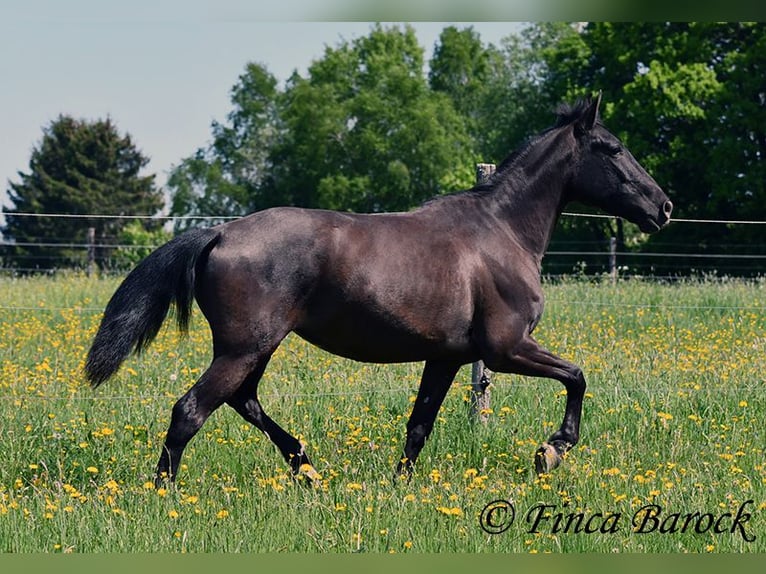 Andalusian Mare 4 years 14,3 hh Black in Wiebelsheim