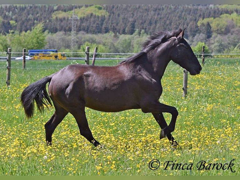 Andalusian Mare 4 years 14,3 hh Black in Wiebelsheim