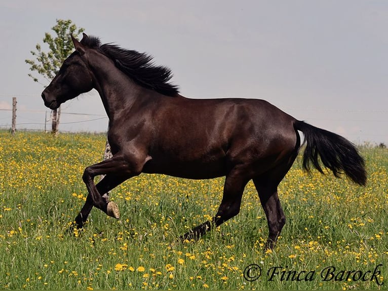 Andalusian Mare 4 years 14,3 hh Black in Wiebelsheim