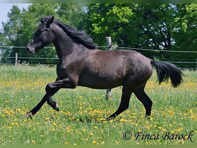 Andalusian Mare 4 years 14,3 hh Black in Wiebelsheim