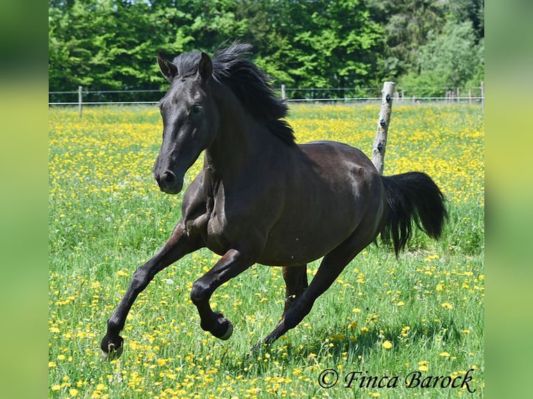 Andalusian Mare 4 years 14,3 hh Black in Wiebelsheim