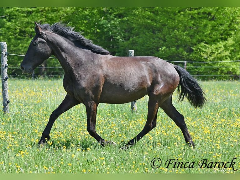 Andalusian Mare 4 years 14,3 hh Black in Wiebelsheim