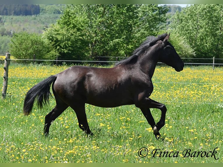 Andalusian Mare 4 years 14,3 hh Black in Wiebelsheim