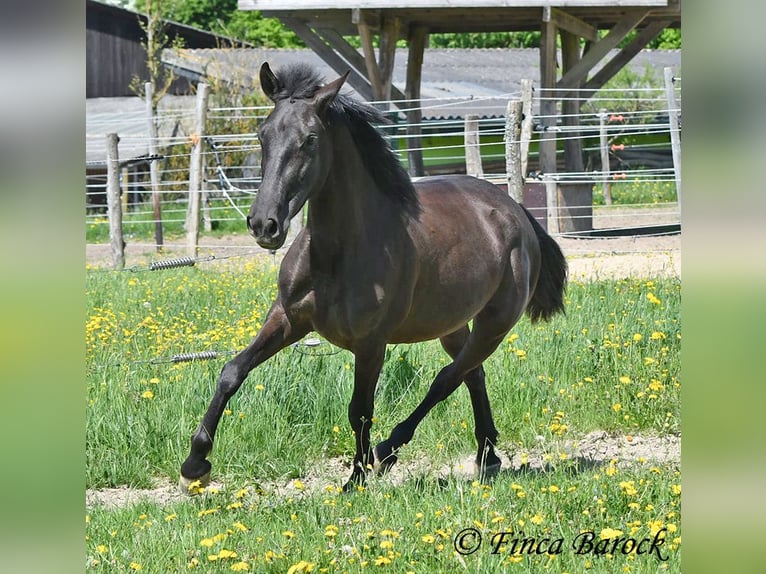 Andalusian Mare 4 years 14,3 hh Black in Wiebelsheim