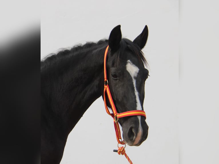 Andalusian Mare 4 years 14,3 hh Black in Vejer de la Frontera