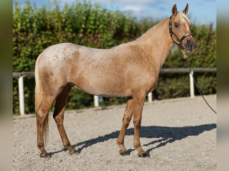 Andalusian Mare 4 years 14,3 hh Palomino in Neustadt (Wied)