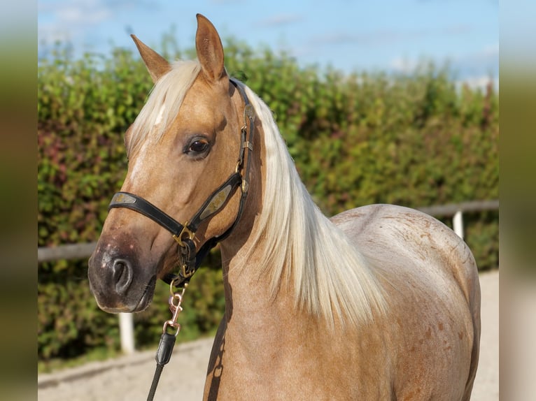 Andalusian Mare 4 years 14,3 hh Palomino in Neustadt (Wied)