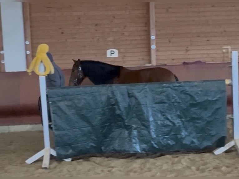 Andalusian Mare 4 years 15.1 hh Brown in Achstetten