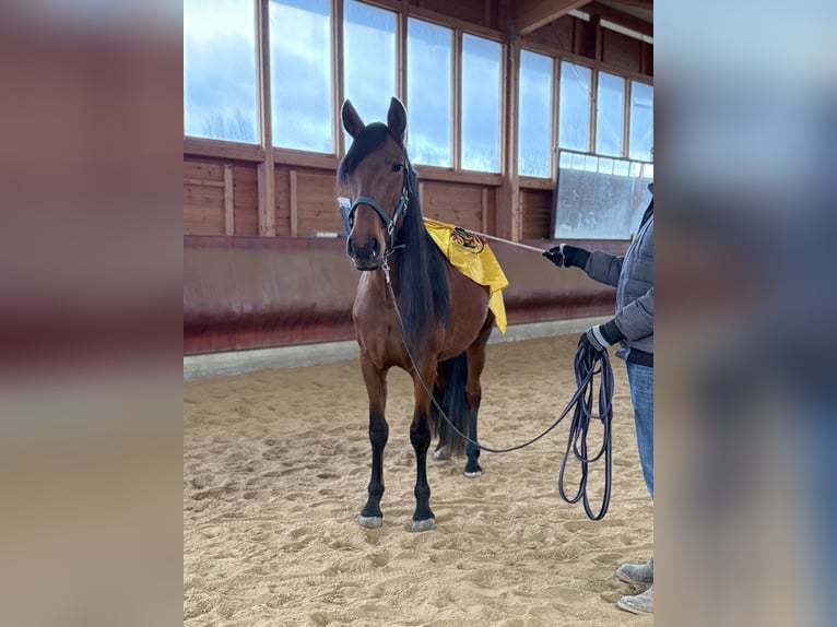 Andalusian Mare 4 years 15.1 hh Brown in Achstetten