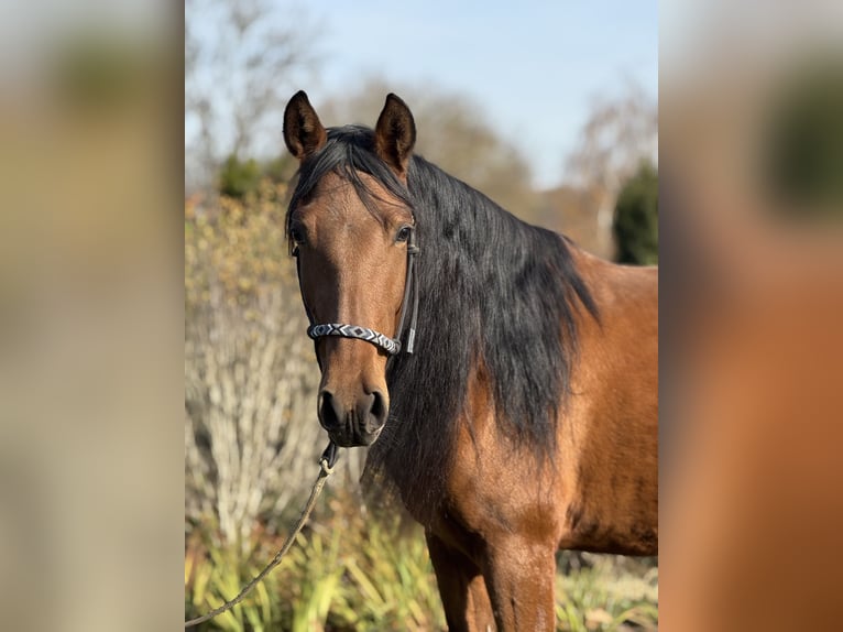 Andalusian Mare 4 years 15.1 hh Brown in Achstetten
