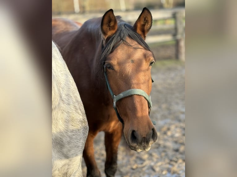 Andalusian Mare 4 years 15.1 hh Brown in Achstetten