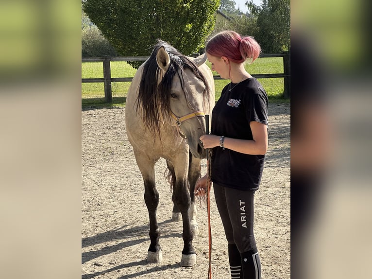 Andalusian Mare 4 years 15.1 hh Brown in Achstetten