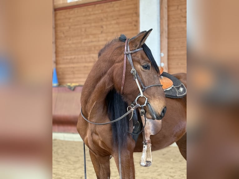 Andalusian Mare 4 years 15.1 hh Brown in Achstetten