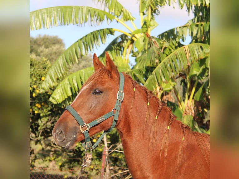 Andalusian Mare 4 years 15,1 hh Chestnut-Red in Vejer de la Frontera